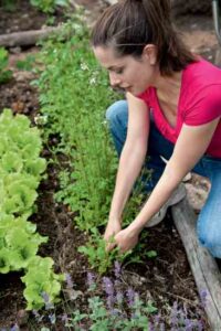 Pull-And-Replace-Plants